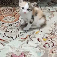 واگذاری رایگان گربه خانگی