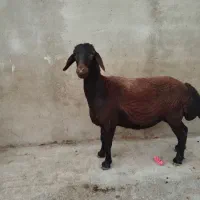 س .شیشک غزل افشار