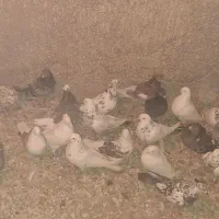 کبوتر شهرستانی