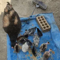 مرغ همراه جوجه،اردک روسی،مرغ گلین