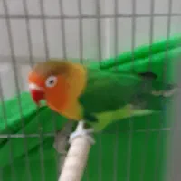 طوطی کوتوله|پرنده|نجف‌آباد, شریعتی غربی|دیوار