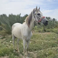 اسب|اسب و تجهیزات اسب‌سواری|صدرا-فارس, فاز ۱|دیوار