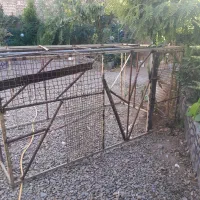 قفس حیون توافقی|لوازم جانبی حیوانات|نیشابور, مازول|دیوار