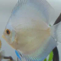 ماهی دیسکس دو قطعه