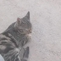 واگذار گربه|گربه|شیراز, تل حسین‌آباد|دیوار