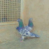 کبوتر|پرنده|کاشمر, |دیوار
