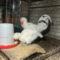 فروشش فوری لهستانی|حیوانات مزرعه|قائم‌شهر, |دیوار