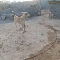 ماده طلا ۸ماه نژاد سراب  گوسفندی مرتب|سگ|شیروان (خراسان), |دیوار