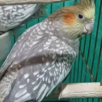 عروس هلندی .