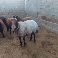 قوچ افشار اصل|حیوانات مزرعه|آباده, |دیوار