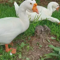 قوغاز اکراینی|حیوانات مزرعه|رشت, بوسار|دیوار