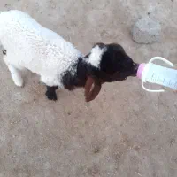 یک عدد بره ماده