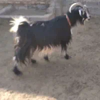 میش بز بره وکهره.قوچ .دبر