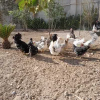 مرغ و خروس گلین چهل تاج|حیوانات مزرعه|پاکدشت, پاکدشت (مامازند)|دیوار