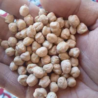 پخش نخود عمده تازه همدان