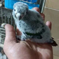 جوجه گرینچیک سریلاکی|پرنده|اردکان, |دیوار