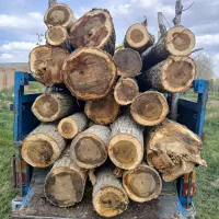 خرید انواع چوب ودرخت و تیر خشک