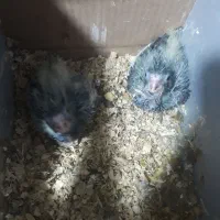 جوجه عروس هلندی