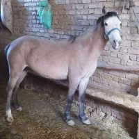 1عدد مادیان چهارسال7ماه آبستن با 1کره نرشجره دار|اسب و تجهیزات اسب‌سواری|کرمانشاه, |دیوار