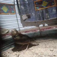 سهره خاکی|خزنده|کرمانشاه, |دیوار