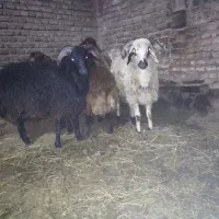 فروش چهار عدد تخلی گوشتی|حیوانات مزرعه|ایواوغلی, |دیوار