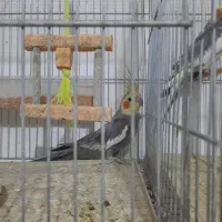 عروس هلندی نر