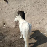 مادیان شکم دو جوان گلگی مخصوص گله