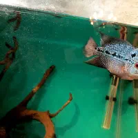 فلاور هورن بلو پرل