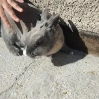 خرگوش ماده بالغ|موش و خرگوش|قوچان, |دیوار