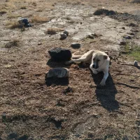 توله عراقی ۱۴ ماهه