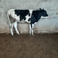 گاو گوساله تلیسه|حیوانات مزرعه|مرودشت, گندم‎|دیوار