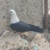 مخمل سیاه کبوتر