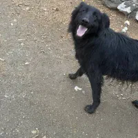 ژرمن شپرد اصیل مشکی ۸ ماهه|سگ|کرمانشاه, |دیوار