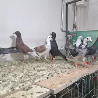 ۱۰ عدد سوسکی وسینه سفید|پرنده|گناباد, |دیوار