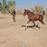 کره نریان خالص ایرانی|اسب و تجهیزات اسب‌سواری|شوشتر, |دیوار