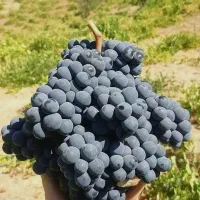 رقم های مختلف انگور ،