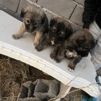 توله سگ سراب فوری