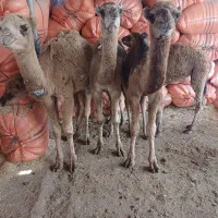 شتر جوان پنج نفر|حیوانات مزرعه|سیمین شهر, |دیوار