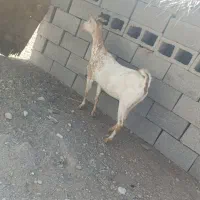 بز آبستن ۲ ماه به بالا|حیوانات مزرعه|بندرعباس, |دیوار