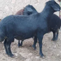 گوسفند نر ،، قوچ زیبا استثنایی