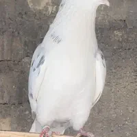 کبوتر پرشی