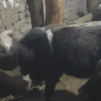 دو عدد گوساله نره دارم مناسب برای نگهداری|حیوانات مزرعه|عنبران, |دیوار