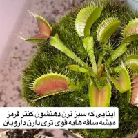 گیاه حشره خوار ونوس|گل و گیاه طبیعی|آذرشهر, |دیوار