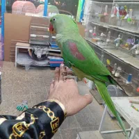 شاه طوطی اهلی سخنگو|پرنده|تبریز, |دیوار