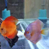 دیسکس|ماهی|باسمنج, |دیوار