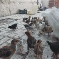 جوجه20روزه درشت|حیوانات مزرعه|مشهد, پنجتن|دیوار