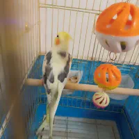 عروس نر دوکت لوتینو سخنگو