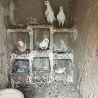 معاوضه با سهره مست