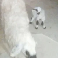 یک عدد میش جوان و بره فروشی