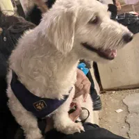 سگ گمشده محدوده فلاح ۲۰ میلیون مژدگانی